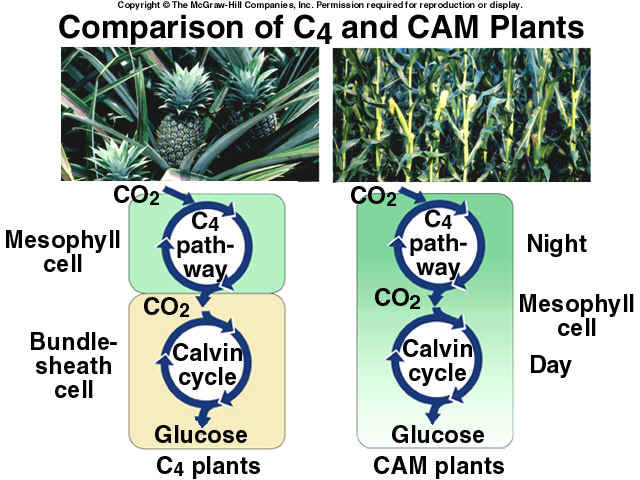 malic acid cam plants